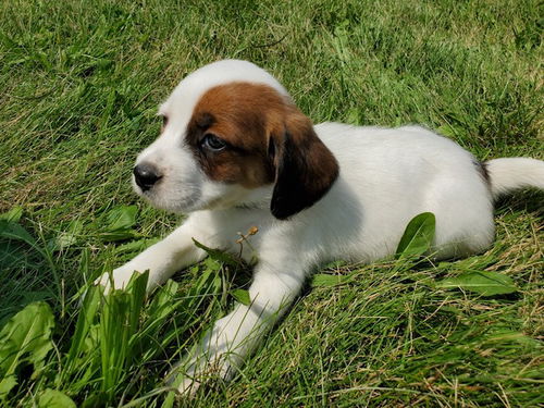 Beatles Litter: Hey Jude