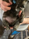 7 Dwarf Litter: Bashful