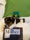 Wine Litter:  Malbec