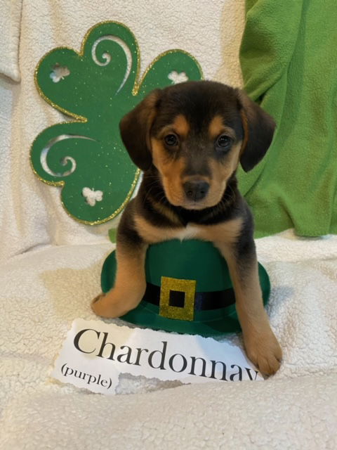 Wine Litter:  Chardonnay