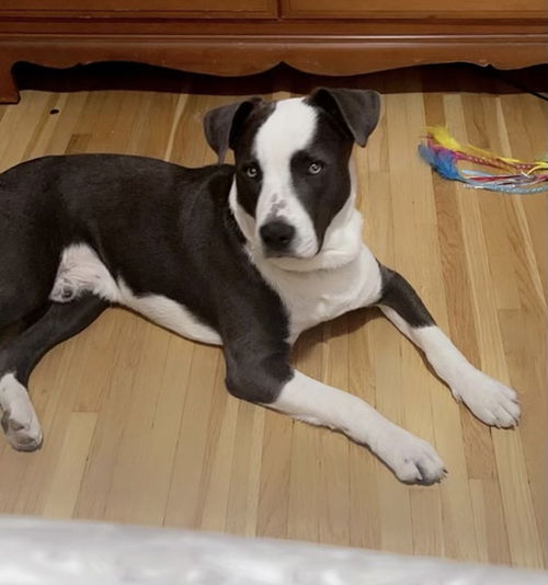 Sir Scout