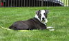 Sir Scout