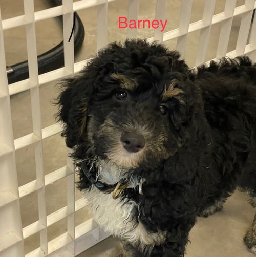 R1: Barney
