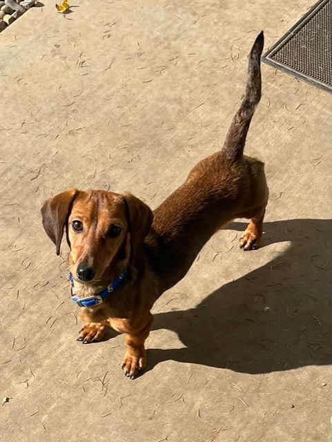 Bindi