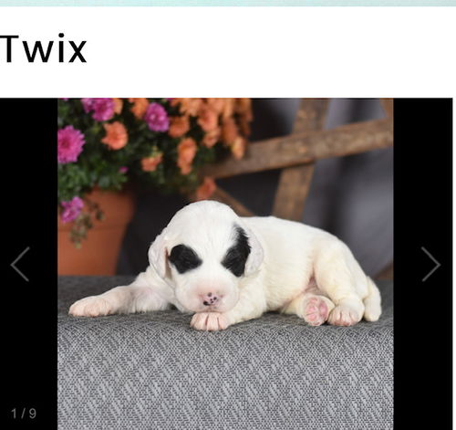 R20 Twix
