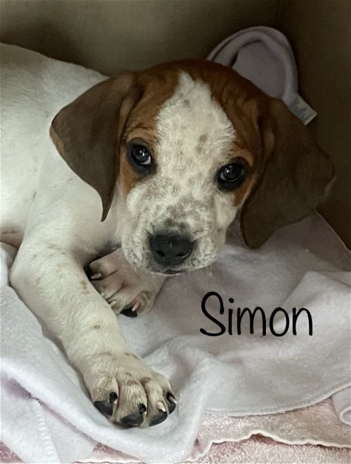 Chipmunk: Simon