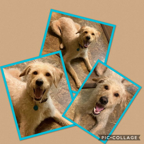 Buddy the doodle