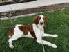 Roxy B