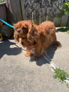 Mindy