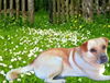 Shiloh