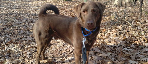 Ruger Tegge