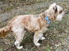Buddy Bowie