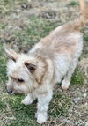 Buddy Bowie