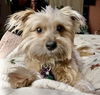 Buddy Bowie
