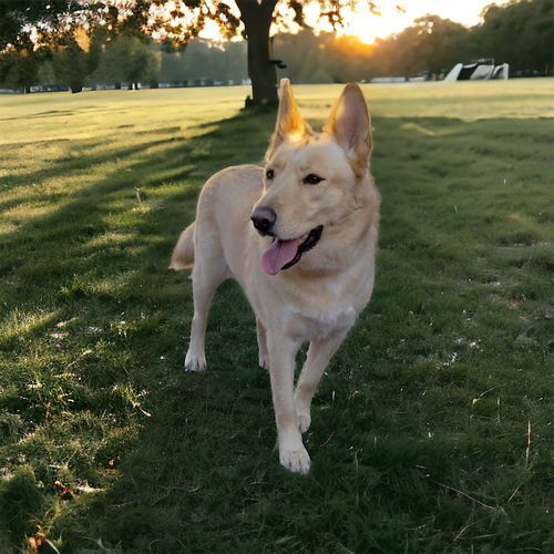 Skye
