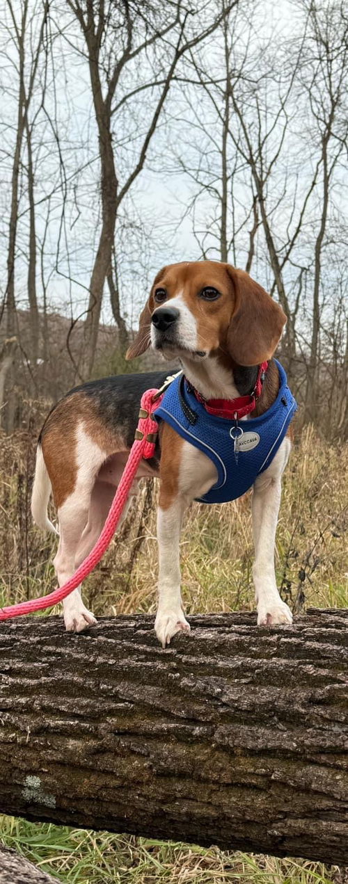 Bentley Beagle