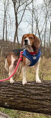 Bentley Beagle