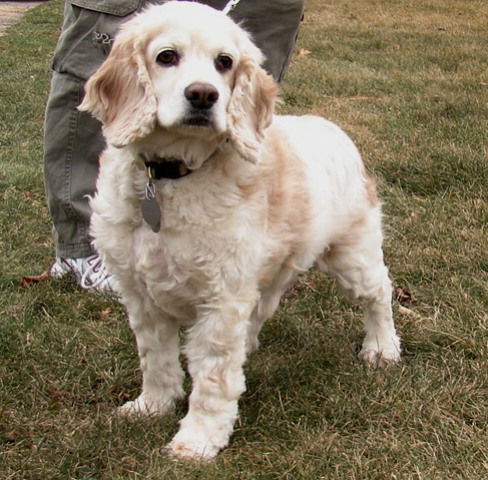 Maynard