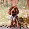 Easter Cav: Lynnie