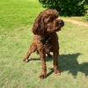 Easter Cav: Susie