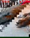 Pure Bread: Croissant