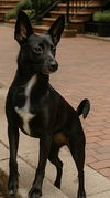 Mavis