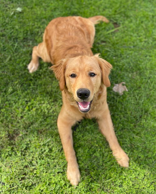 Buster Brown