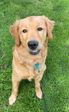 Buster Brown