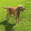 Buster Brown