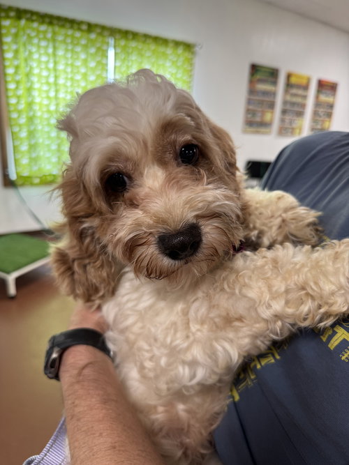 Penny Cockapoo