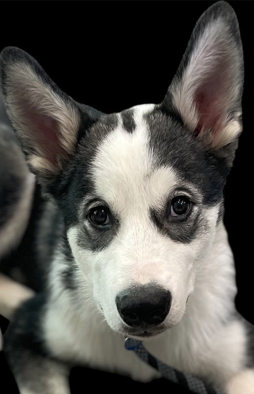 Dukesky