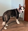 Dukesky