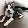 Dukesky