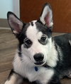 Dukesky