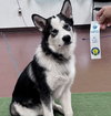 Dukesky