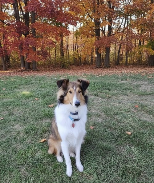 Buddy Sheltie