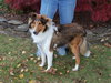 Buddy Sheltie