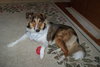 Buddy Sheltie