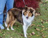 Buddy Sheltie