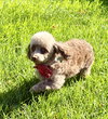 BeBe