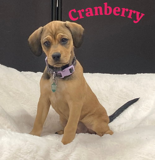 Cranberry