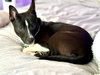 Thanksgiving 2025: Apple Pup