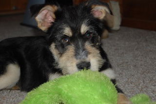 Bruiser