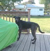 Buddy