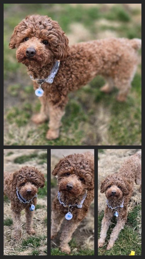 Rudy Joe