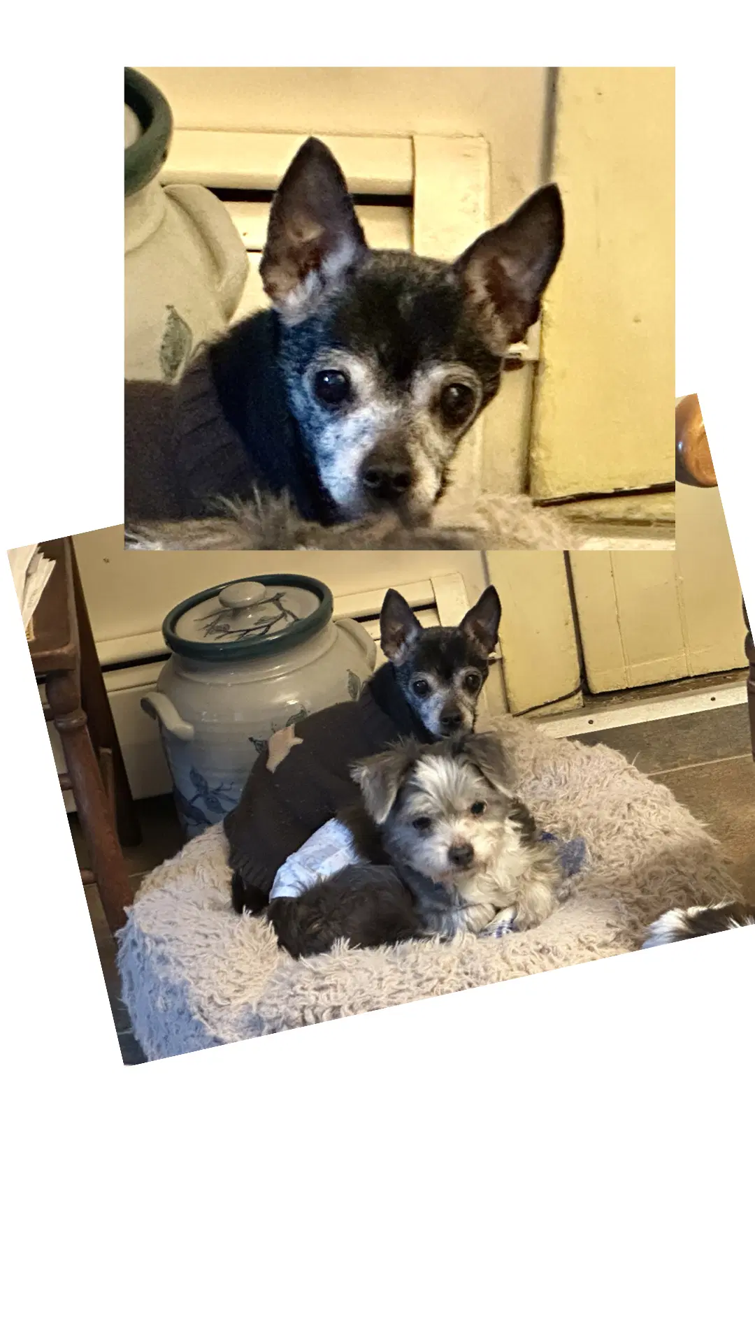 Libby - Chihuahua