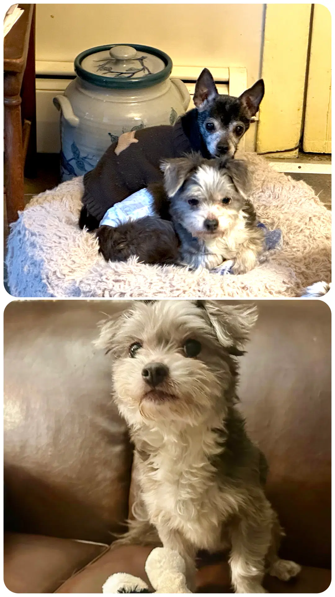 Snoopy - Yorkshire Terrier Yorkie