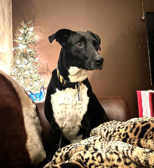 Luna Ann