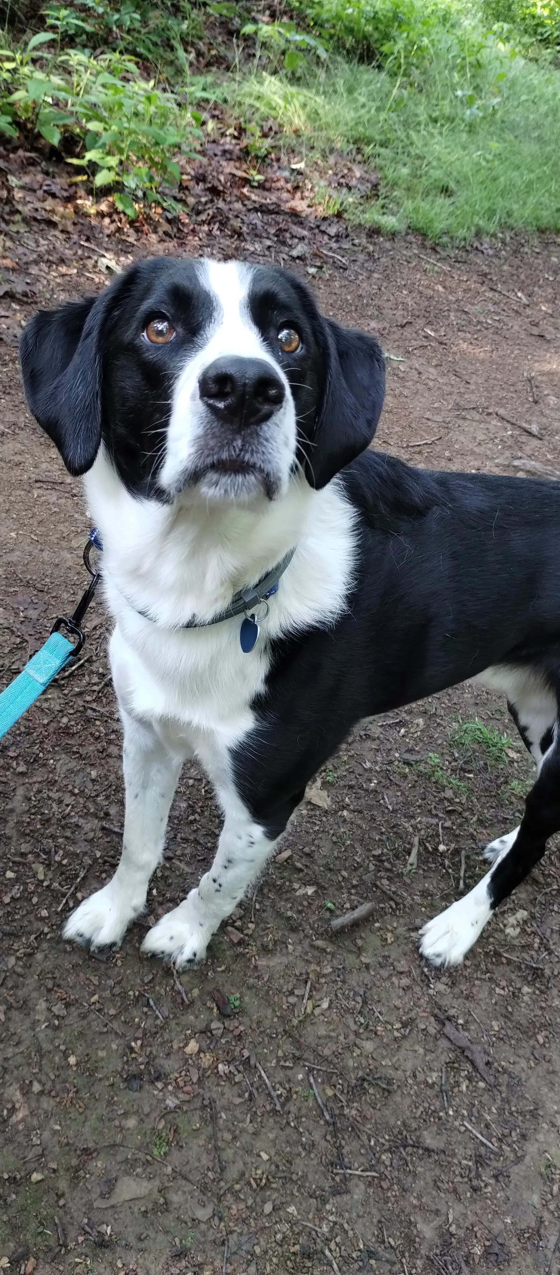 Vinny - Australian Shepherd