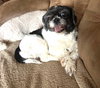 Daisy Belle